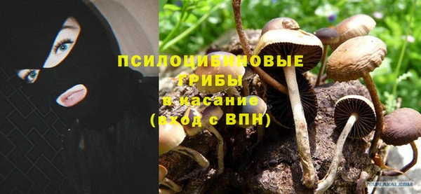 сатива Зеленокумск