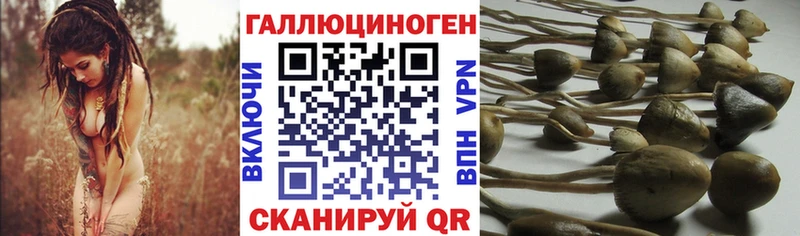 Псилоцибиновые грибы мицелий  Томари 